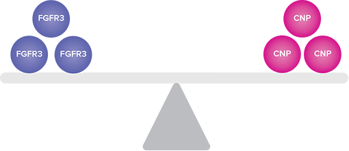 Graphic to illustrate balance between (FGFR3) (CNP) relating to normal bone growth