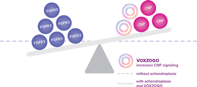 Graphic shows how VOXZOGO works to increase CNP signaling in patients with achondroplasia