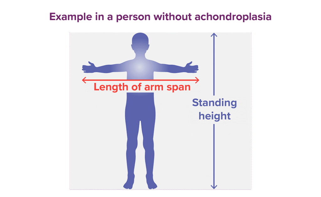 Two examples of how body proportionality is measured.
