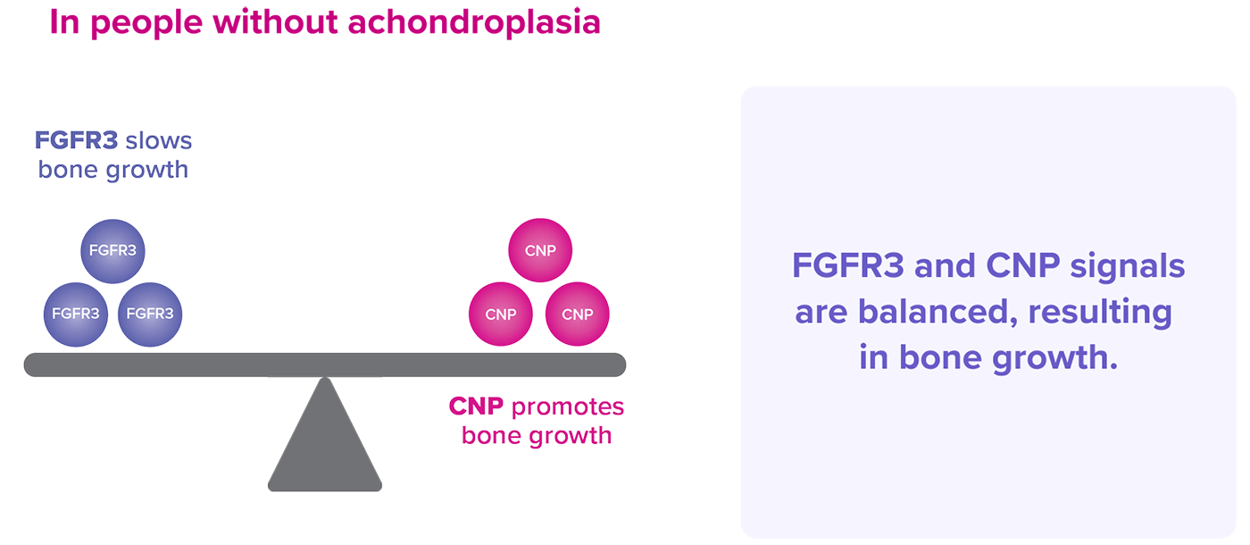 Diagram showing FGFR3 and CNP signals in balance, resulting in bone growth in a person without achondroplasia