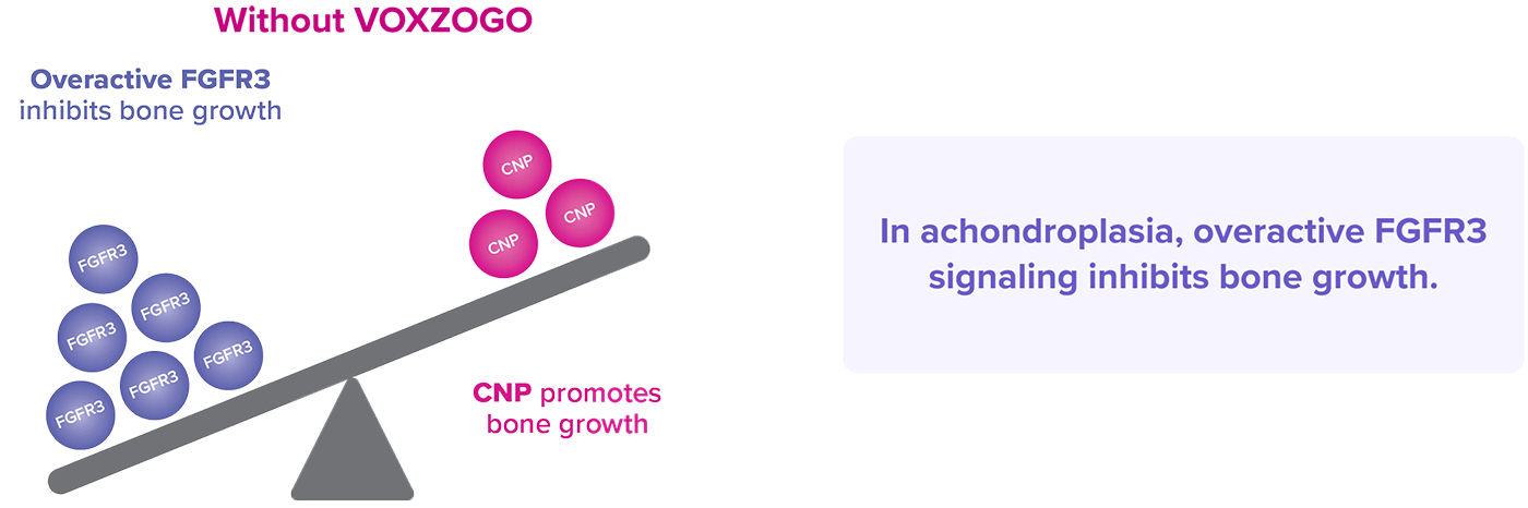 Unbalanced cell signaling showing overactive FGFR3 inhibiting bone growth outweighing CNP in achondroplasia without VOXZOGO